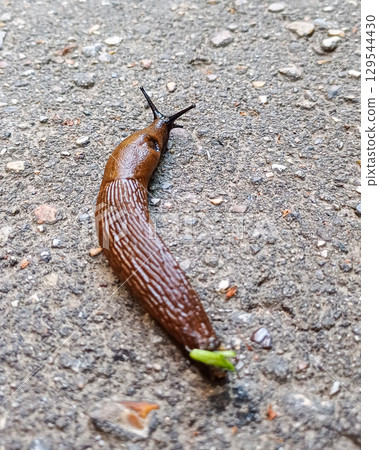 Red Spanish slug on asphalt. 129544430
