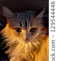 Portrait of a fluffy ginger cat in the light of the setting sun. 129544446