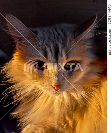 Portrait of a fluffy ginger cat in the light of the setting sun. Portrait of a fluffy ginger cat in the light of the setting sun. 129544446