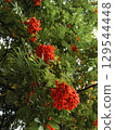 Large clusters of red rowan berries on the branches. 129544448