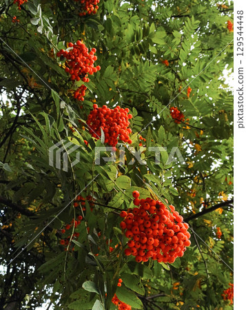 Large clusters of red rowan berries on the branches. 129544448