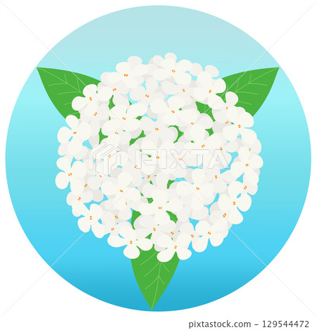銀桂花的彩色插圖 銀桂花的彩色插圖 129544472