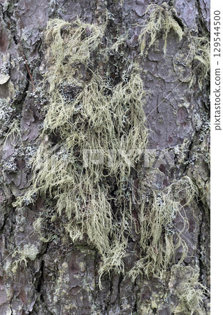 Pine tree bark texture background. Close up view. 129544500