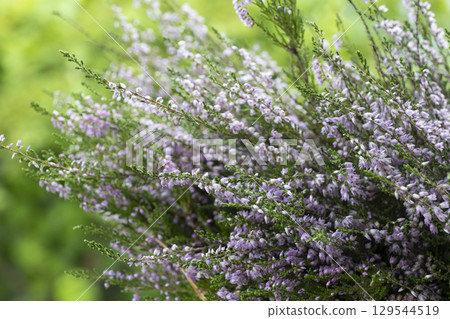 Close up of pink heather in a summer forest 129544519