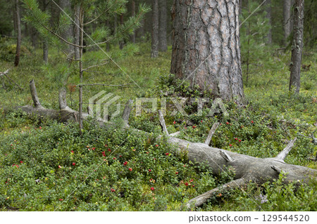Red ripe lingonberry (cowberry) with leaves in the forest. Nature background. 129544520