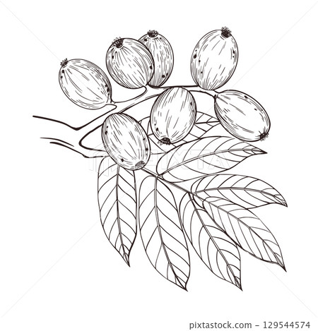 Vector illustration of a green walnut on a branch with leaves. All objects are hand-drawn in ink and converted into vector. For printing on product packaging, cosmetics, fabric and paper. Vector Vector illustration of a green walnut on a branch with leaves. All objects are hand-drawn in ink and converted into vector. For printing on product packaging, cosmetics, fabric and paper. Vector 129544574