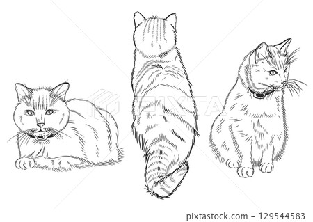 A set of vector illustrations, cats in different poses. Siamese cat in collars, hand-drawn in ink. The illustration is suitable for printing on coloring books, for veterinary clinics, food packaging. 129544583