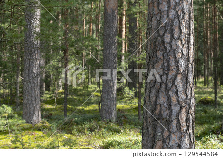 Woodland, Pine tree trunks in forest. 129544584