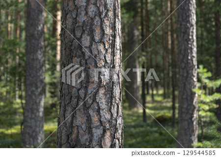 Woodland, Pine tree trunks in forest. 129544585