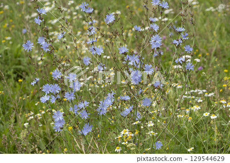 Blue cichorium chicory wild flowers on the field. Blue cichorium chicory wild flowers on the field. 129544629