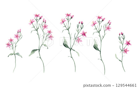 Watercolor set of beautiful little pink Flower on a white background. Botanical illustration freehand drawing. Hand drawn illustration carnation with pencil strokes. Pink purple meadow flowers. 129544661