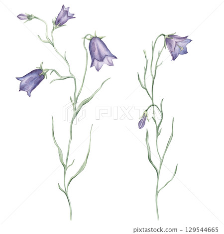 Watercolor beautiful bluebell flowers on a white background. Botanical illustration freehand drawing. Hand drawn illustration Bell with pencil strokes. Blue purple meadow flower. 129544665