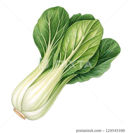Watercolor Vegetables Clipart White Background 129545390