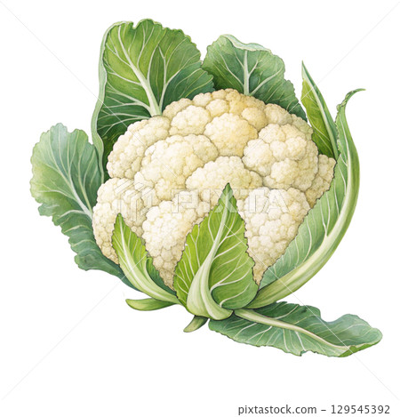 Watercolor Vegetables Clipart White Background 129545392
