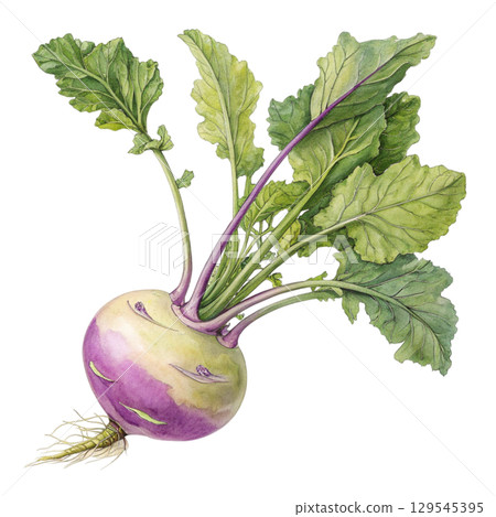 Watercolor Vegetables Clipart White Background 129545395