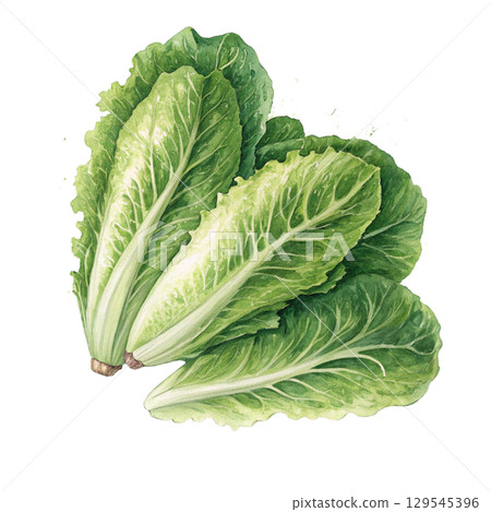 Watercolor Vegetables Clipart White Background 129545396