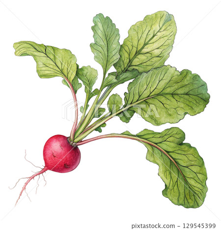 Watercolor Vegetables Clipart White Background 129545399