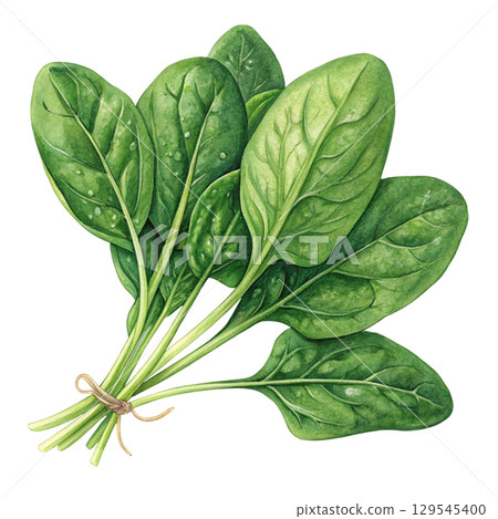 Watercolor Vegetables Clipart White Background 129545400