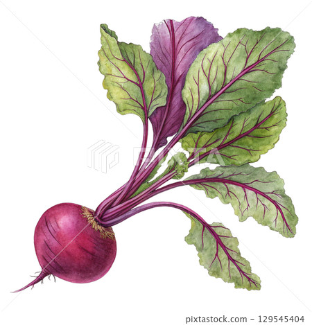 Watercolor Vegetables Clipart White Background Watercolor Vegetables Clipart White Background 129545404
