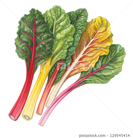 Watercolor Vegetables Clipart White Background 129545414