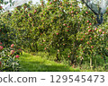 Apple trees with ripe red apples (Malus domestica) in an orchard in Canton of Thurgau, Switzerland. 129545473
