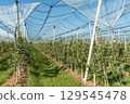 Apple orchard protected by anti-hail netting near Lake Constance, Baden-Wuerttemberg, Germany 129545478