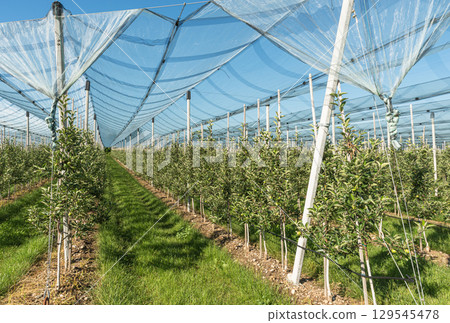Apple orchard protected by anti-hail netting near Lake Constance, Baden-Wuerttemberg, Germany 129545478