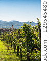 Vineyards with view of the village of Kirchhofen, Kaiserstuhl, Baden-Wuerttemberg, Germany 129545480