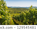 Panoramic view of the vineyards in Kaiserstuhl in Baden-Wuerttemberg, Germany 129545481