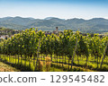 Vineyards with view of the village of Kirchhofen, Kaiserstuhl, Baden-Wuerttemberg, Germany 129545482