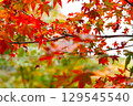 秋天的楓葉 129545540