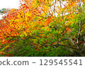 秋天的楓葉 129545541