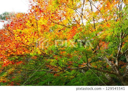 秋天的楓葉 秋天的楓葉 129545541