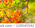 秋天的楓葉 129545542