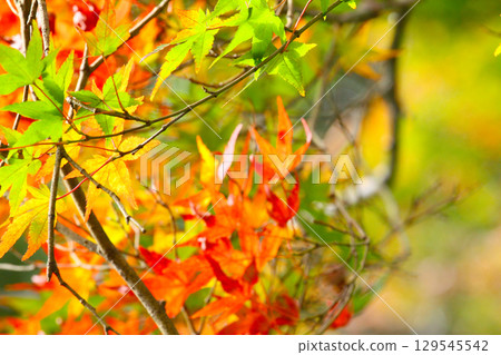 秋天的楓葉 秋天的楓葉 129545542