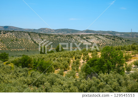 olive groves aligned across rolling hills in Spain 129545553