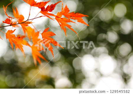 秋天的楓葉 129545582