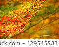 秋天的楓葉 129545583