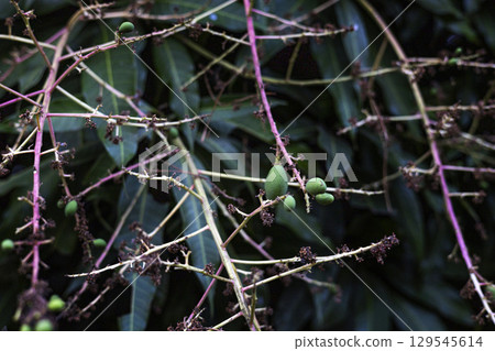 Green Guava On The Table, Background for advertising and wallpaper in food and harvest scene 129545614