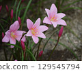Zephyranthes carinata flowers blooming in the garden 129545794