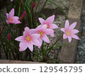 Zephyranthes carinata flowers blooming in the garden 129545795