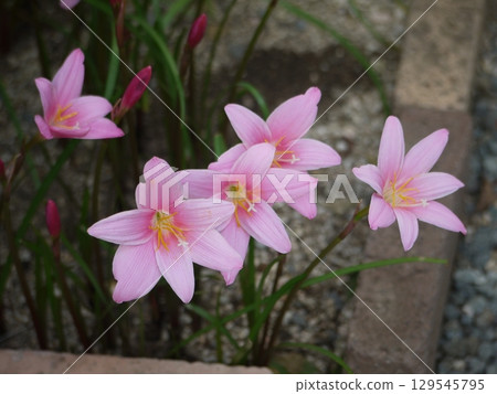 花園裡盛開的紫羅蘭花 129545795