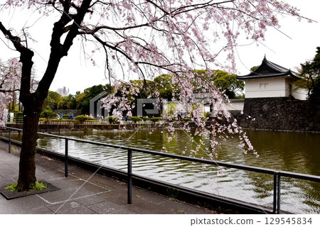 千代田區：皇居護城河、大手門橋、大手門、盛開的垂枝櫻花 129545834