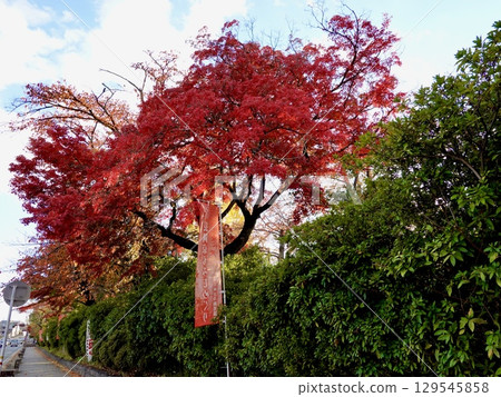 京都府長岡京市長岡天滿宮的紅葉 129545858
