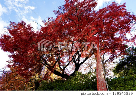 Autumn leaves at Nagaoka Tenmangu Shrine (Nagaoka Tenjin), Nagaokakyo City, Kyoto Prefecture 129545859