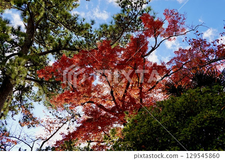 京都府長岡京市長岡天滿宮的紅葉 129545860