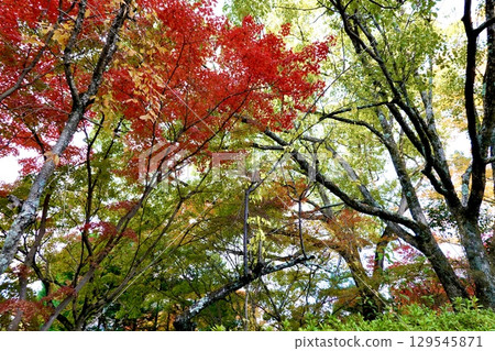 京都府長岡京市長岡天滿宮境內的紅葉美景 129545871