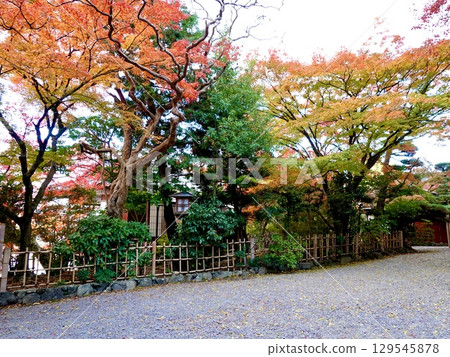 A beautiful scene of autumn leaves in the grounds of Nagaoka Tenmangu Shrine (Nagaoka Tenjin), Nagaokakyo City, Kyoto Prefecture A beautiful scene of autumn leaves in the grounds of Nagaoka Tenmangu Shrine (Nagaoka Tenjin), Nagaokakyo City, Kyoto Prefecture 129545878