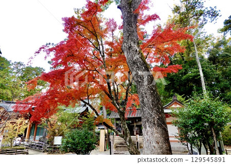 京都府長岡京市長岡天滿宮境內的紅葉美景 129545891