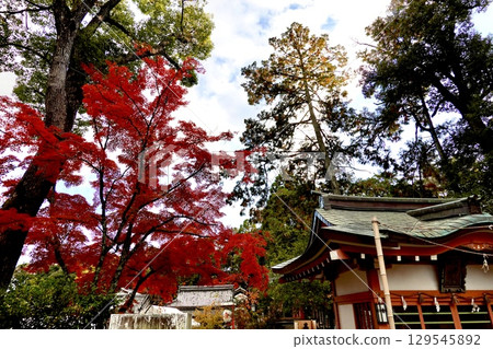A beautiful scene of autumn leaves in the grounds of Nagaoka Tenmangu Shrine (Nagaoka Tenjin), Nagaokakyo City, Kyoto Prefecture 129545892